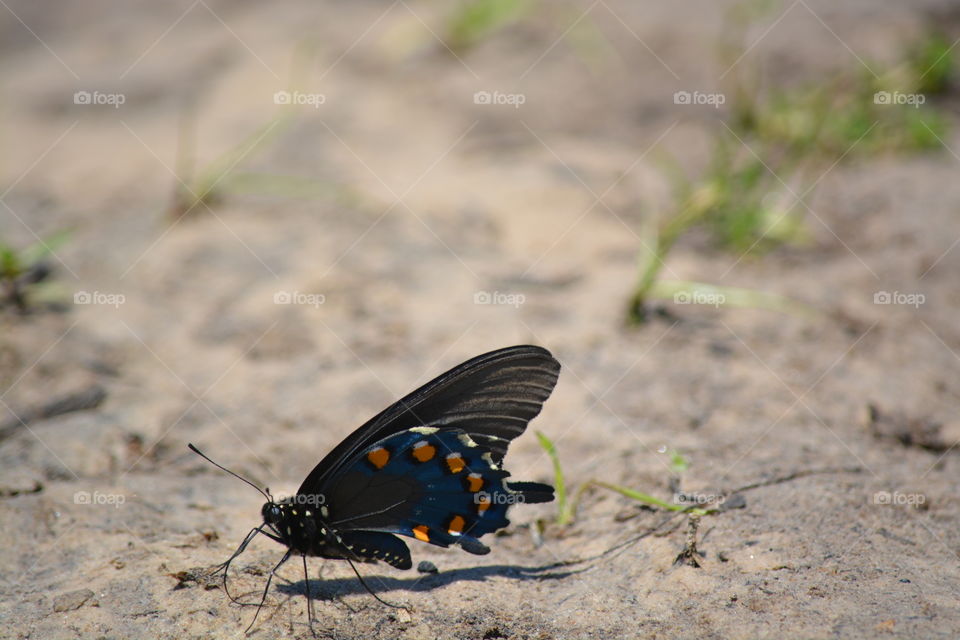 Butterfly landed on ground