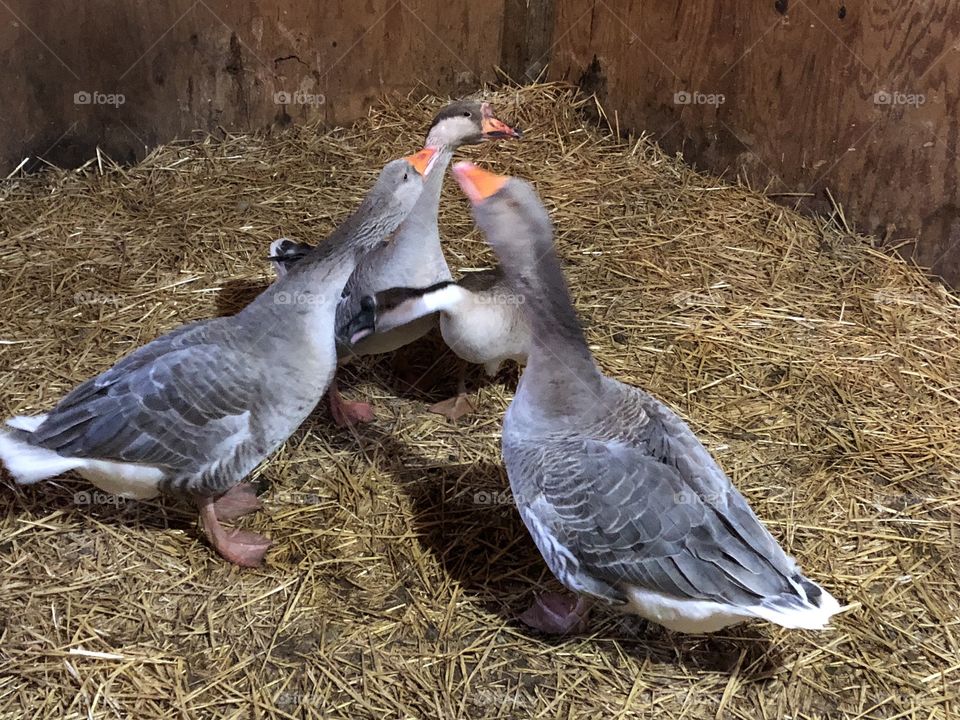 American Blue Geese, geese, gray, grey, goose