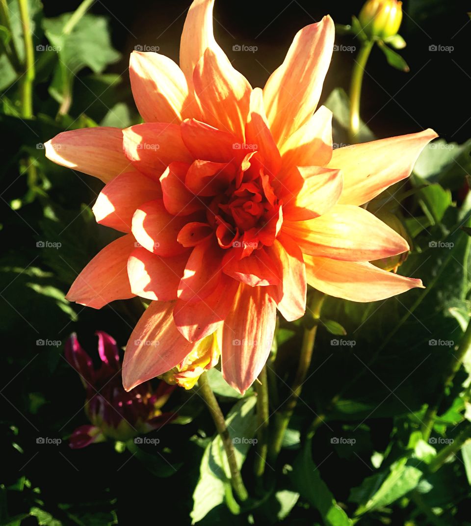Orange dahlia