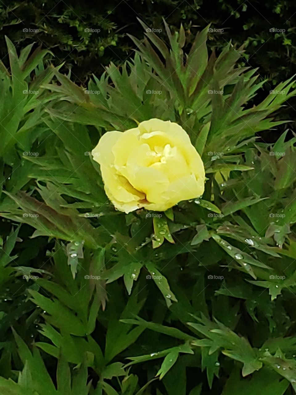 little yellow flower in the rain