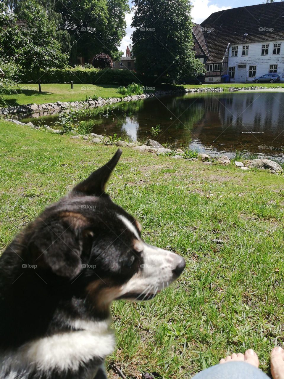 Dog overlooking a lake with green grass and houses and trees in the background