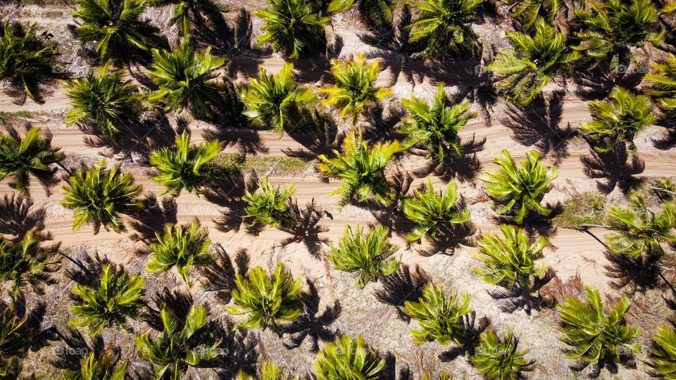 The incredible Praia do Gunga, Brazil. The coastline full of palm trees, beaches and crystal clear water