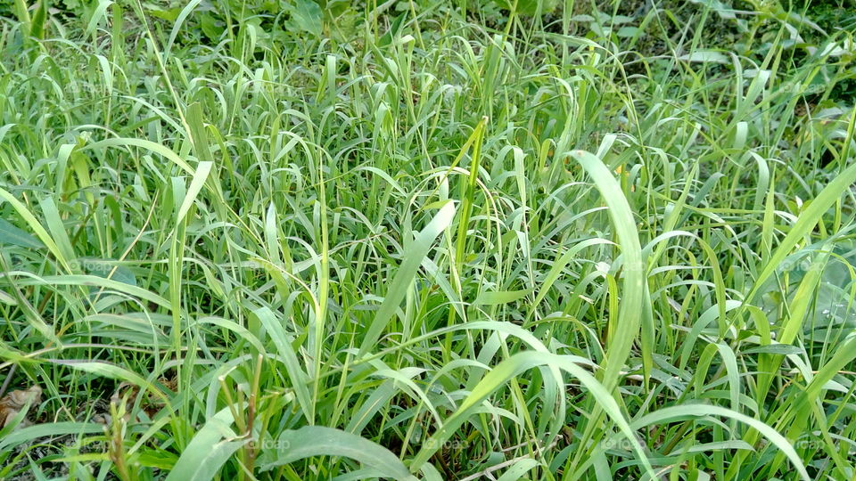 Flora, Grass, Leaf, Growth, Field