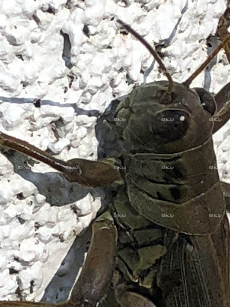 Grasshopper climbing on outside of a home