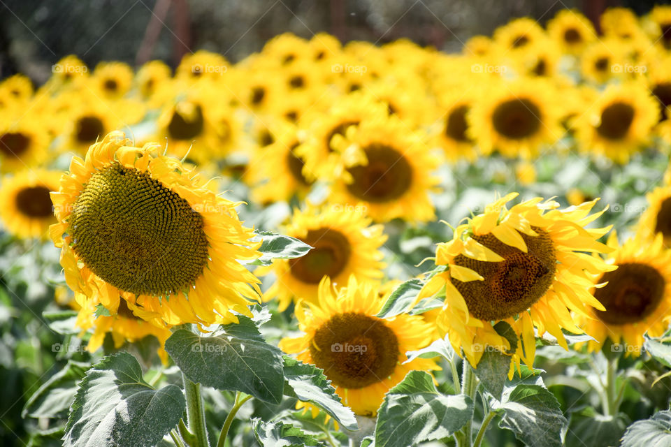 Sunflowers Plantation Blooming Field
