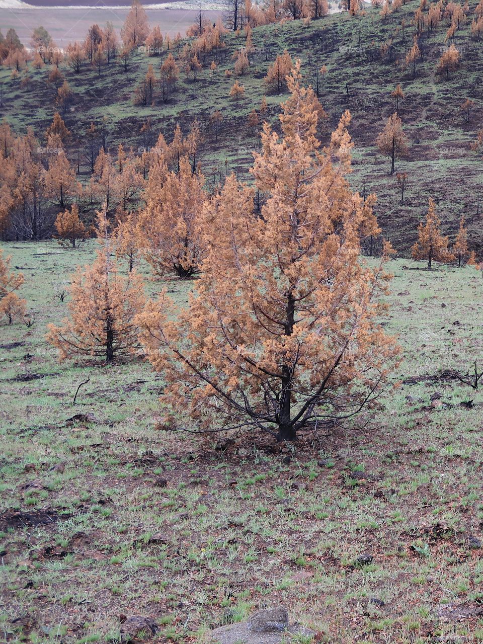 Juniper trees with brown needles and black trunks from a fire a year ago contrast with the bright green grass of spring on the hills above farmland in Central Oregon. 