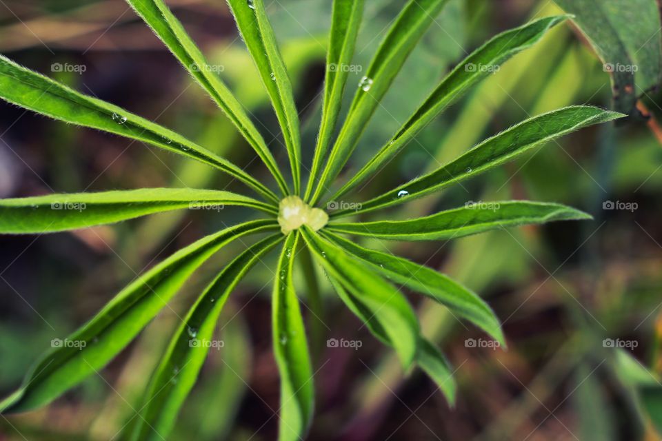 Leaf, Flora, Nature, Garden, No Person