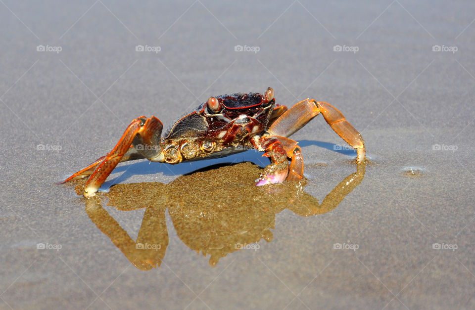 Crab, Invertebrate, Beach, No Person, Crustacean