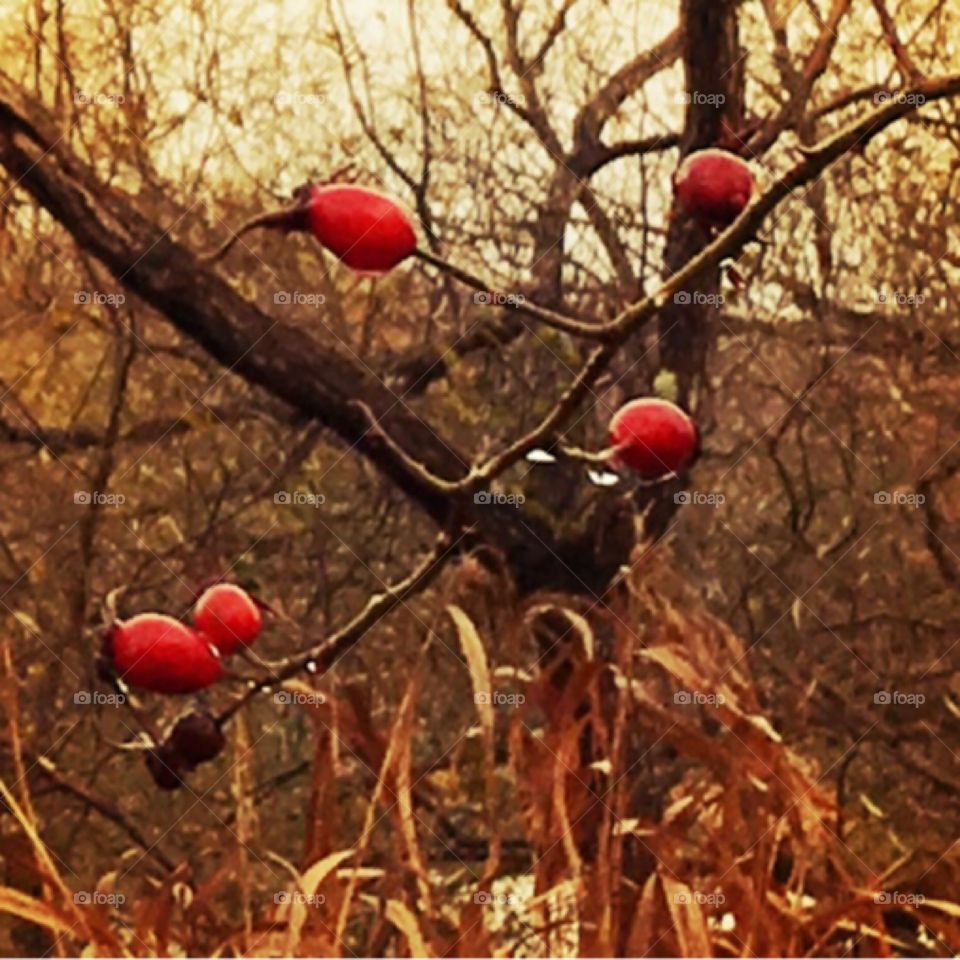 Rose hips in the autumn. 