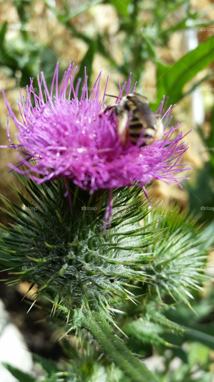 Bee on Thistle flower