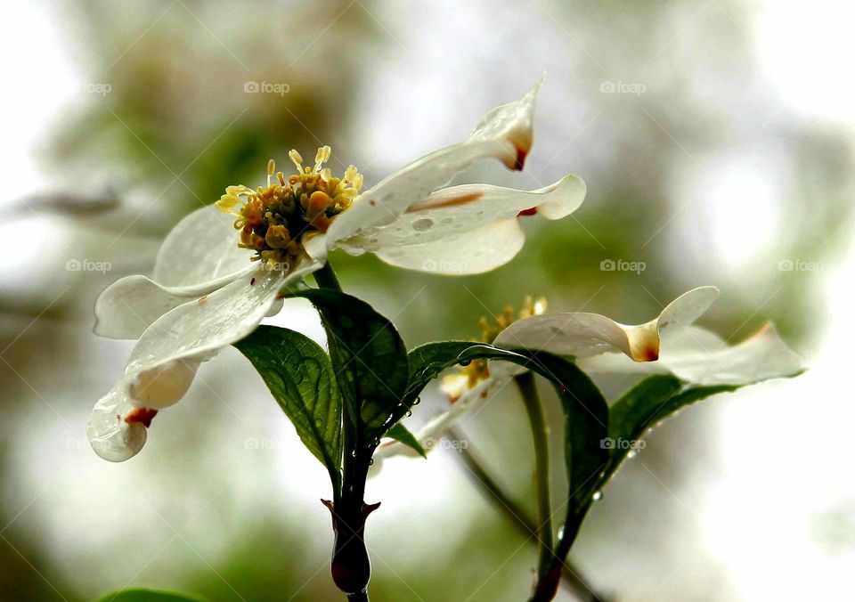 dogwood blossoms after the rain.