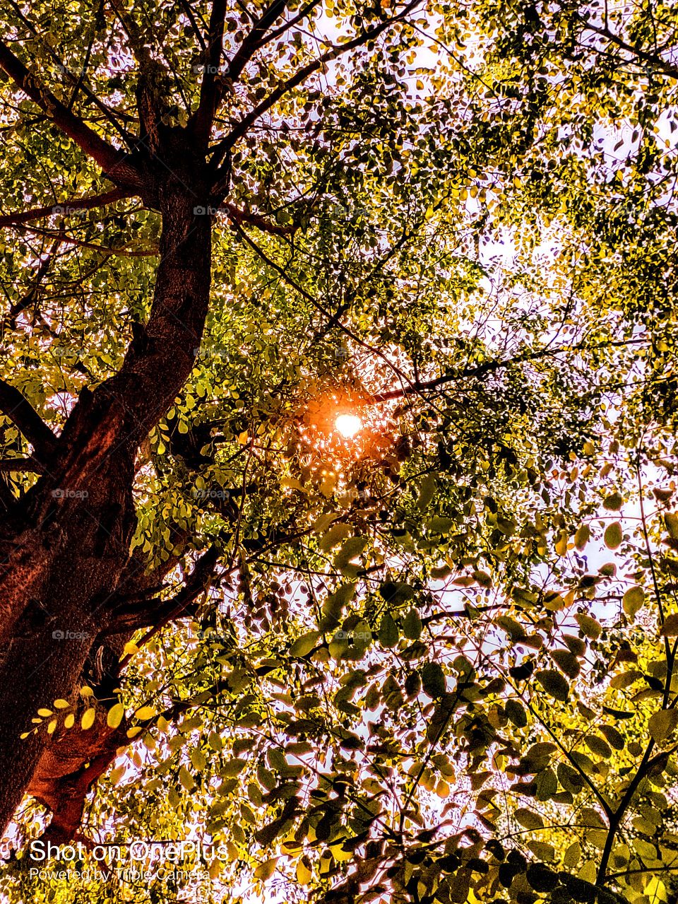 Tree and Sun with sky