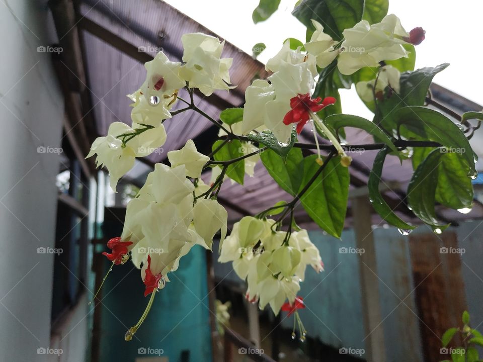 Fresh Flower Red & White Panggil-panggil Pengantin Banjarmasin
