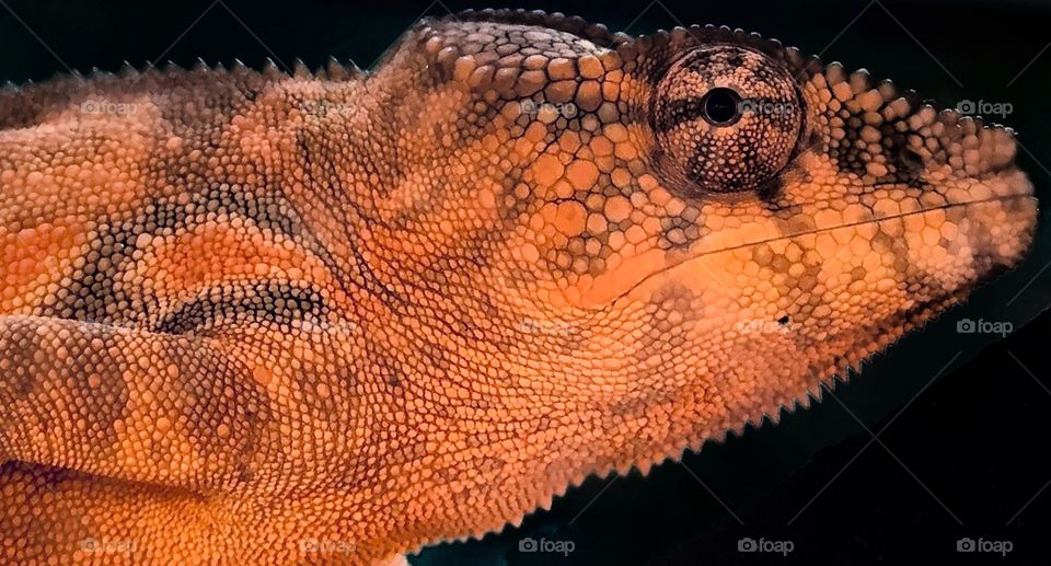 Close up photo of a pink/orange chameleon—taken in Merrillville, Indiana 