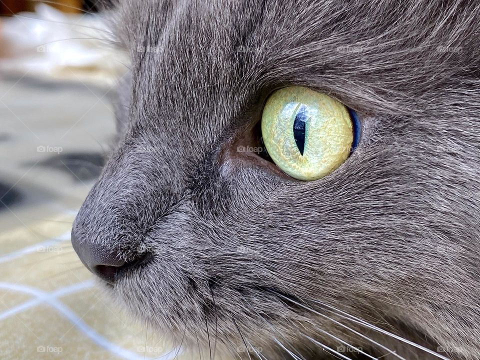 Close up of the face of a gray cat