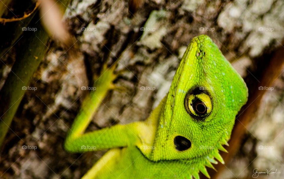 Bronchocela cristatella (Green crested lizard)_Brunei