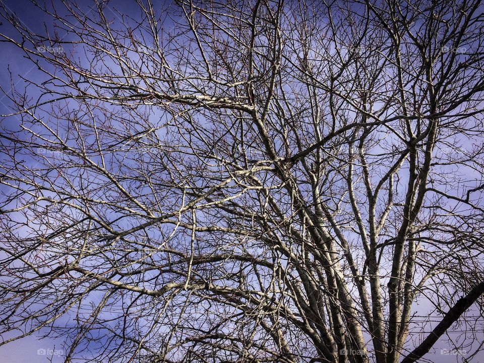 Bare Tree
