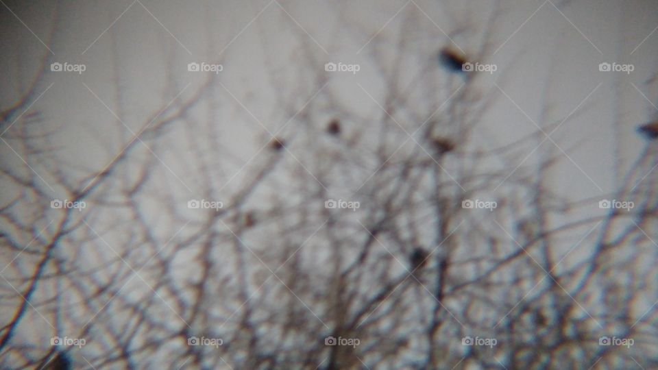 Los pájaros despiertan