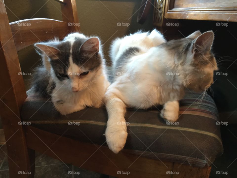 Cats on my chair.