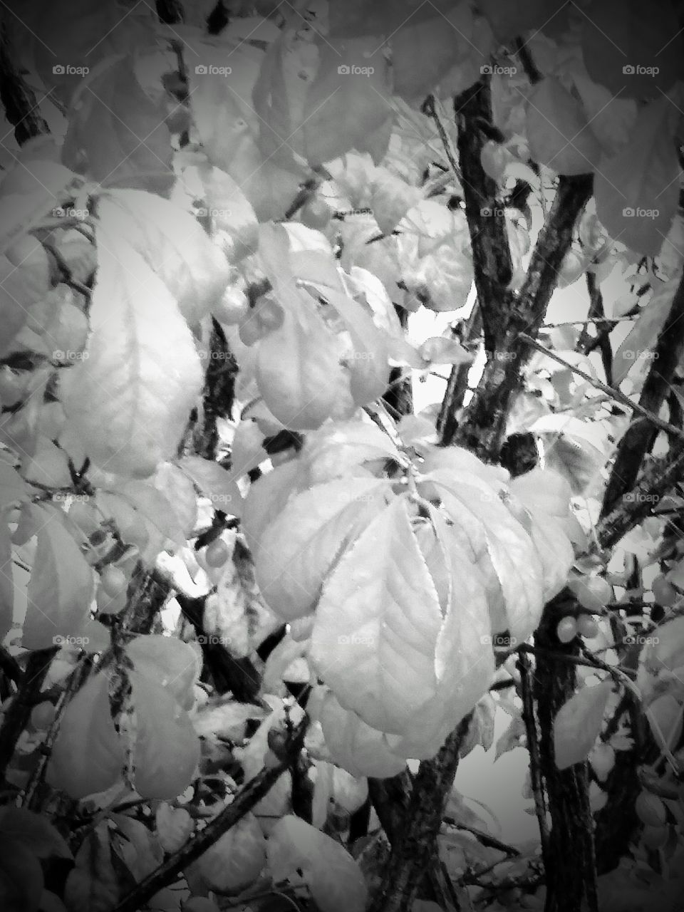 White Autumn