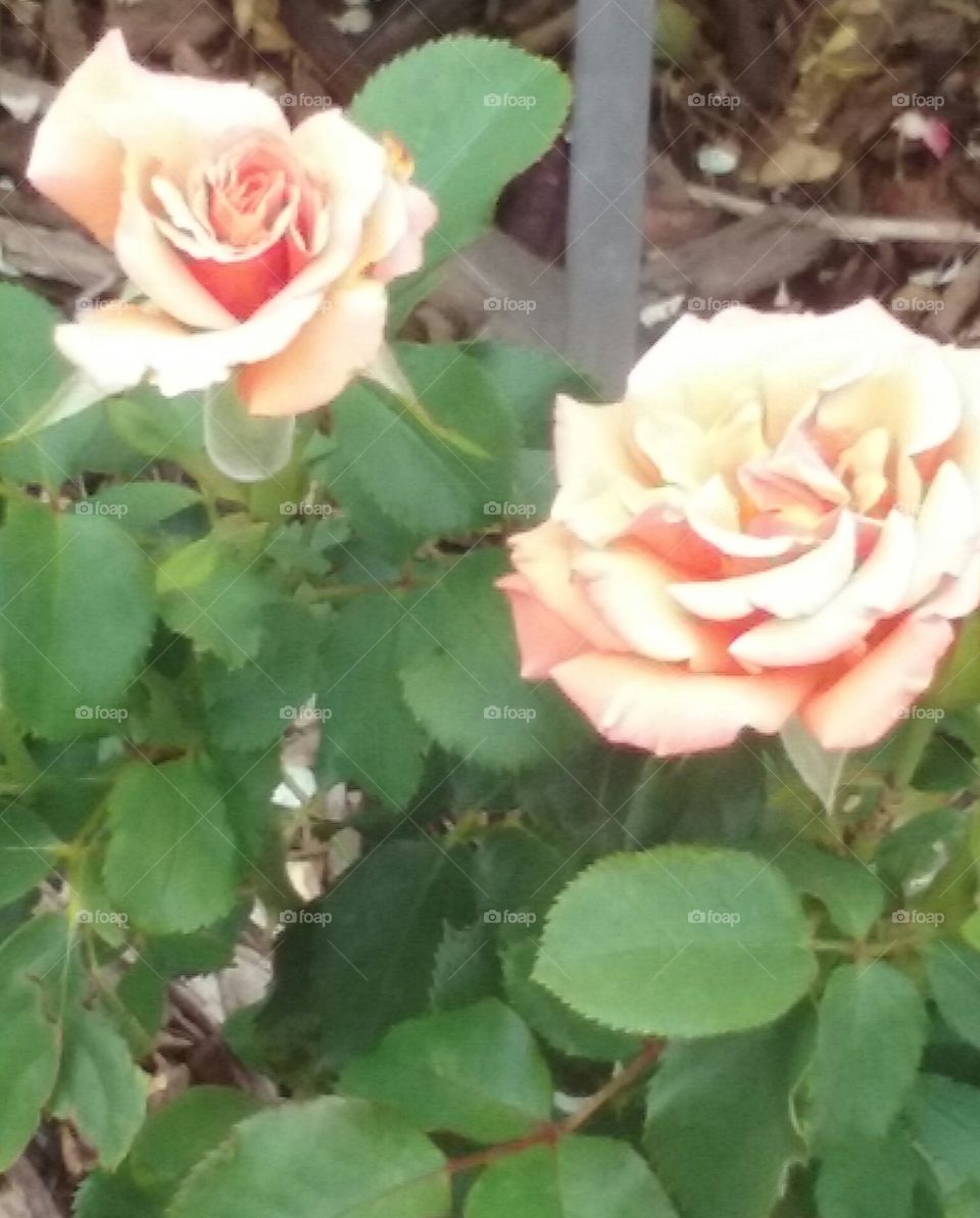 A pair of roses, antique pink and deceptively fragile looking.