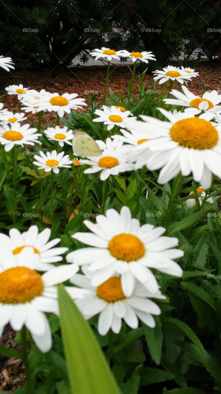 butterfly hiding on camomile