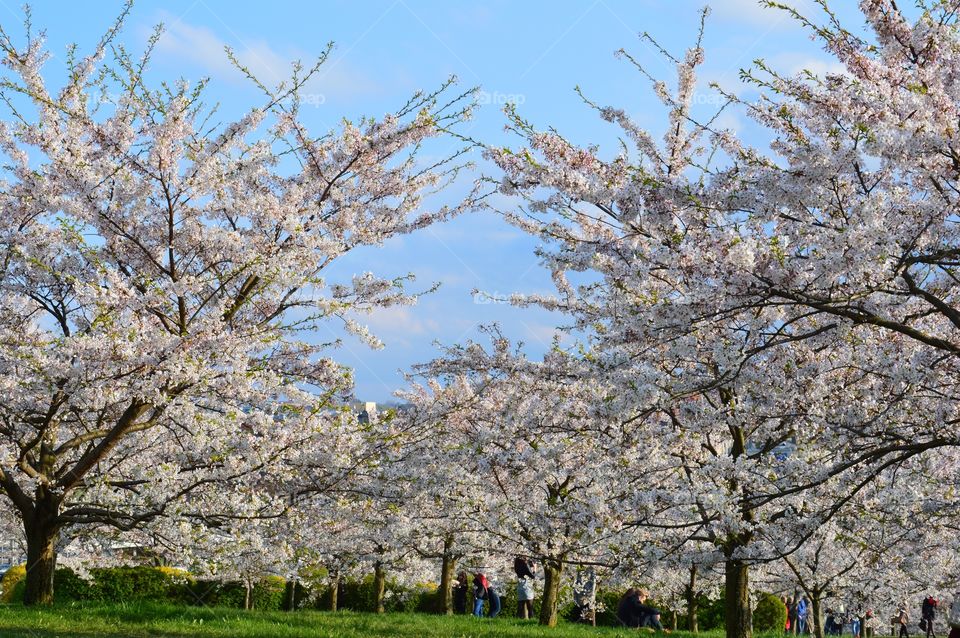 cherry garden