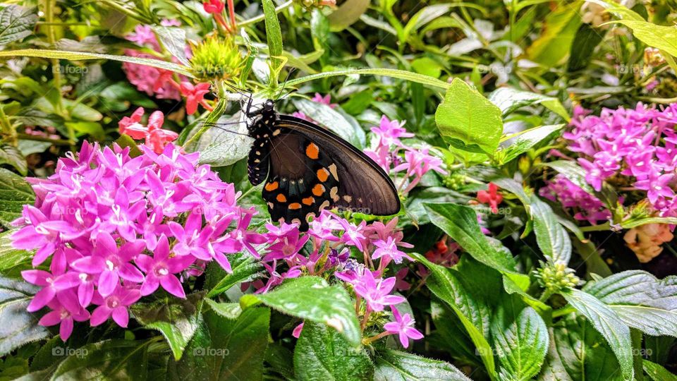 Butterfly on a Colorful Flower, National Museum of Natural History, Washington DC