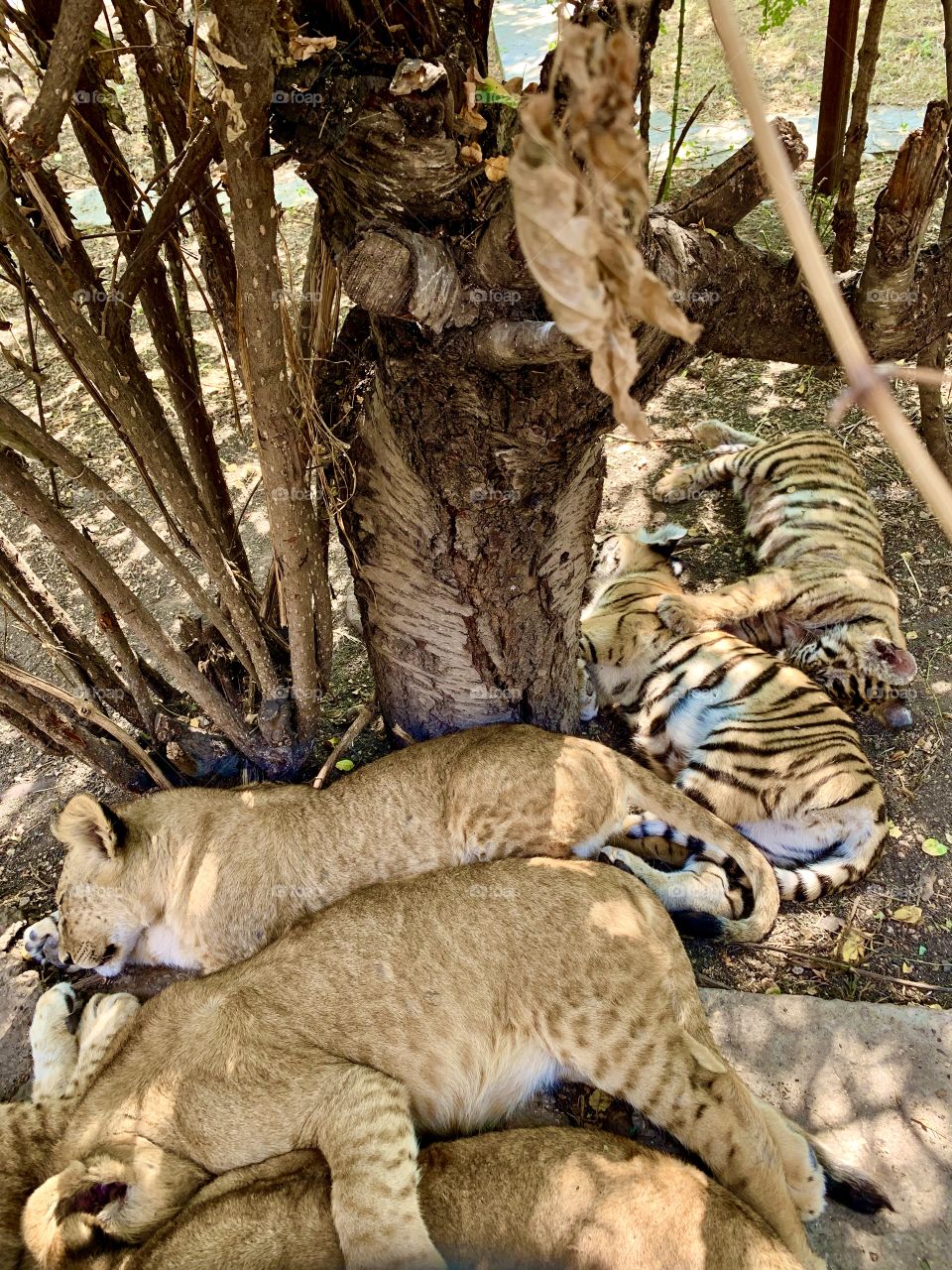 Quiet hour in the animal kindergarten. little tiger cubs and lion cubs sleep in the shade of trees after lunch