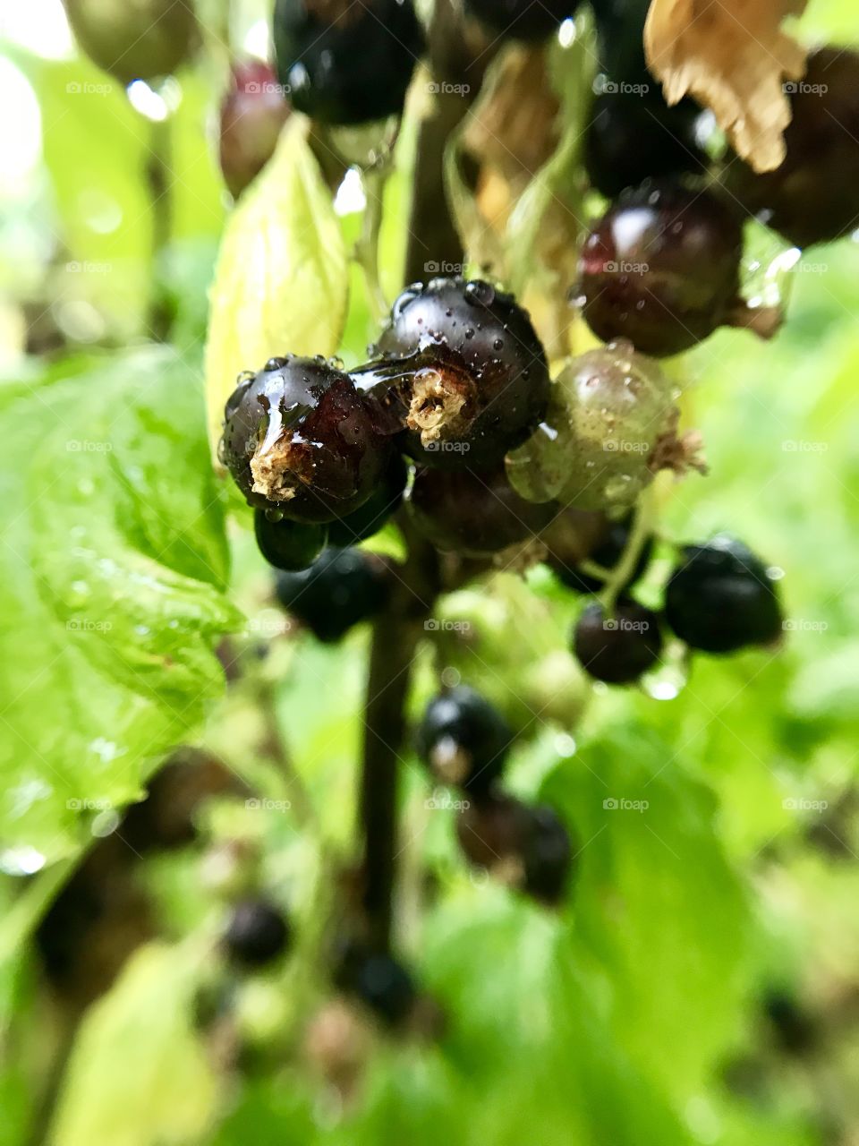 Berries after rain