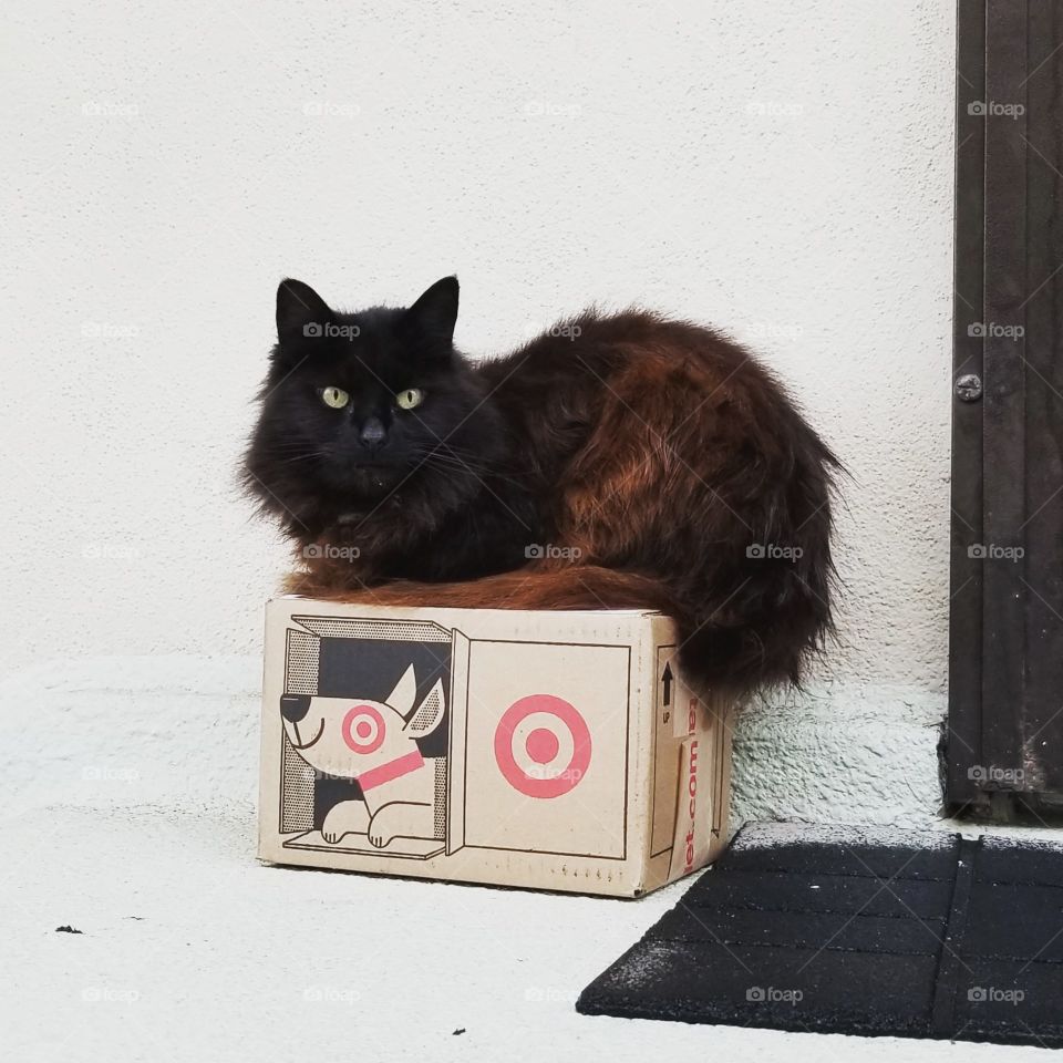 Guard cat protecting our package delivery