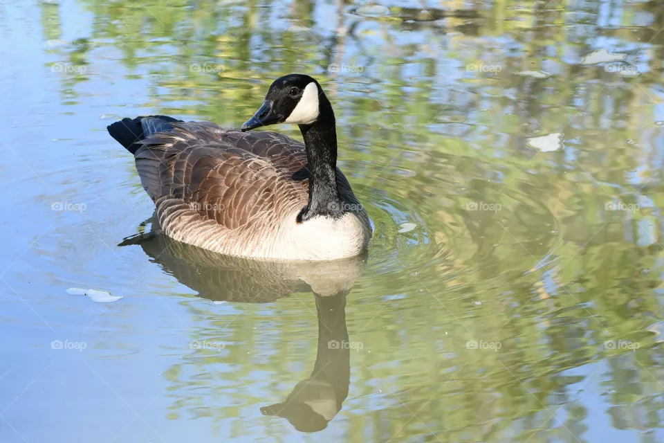 Goose