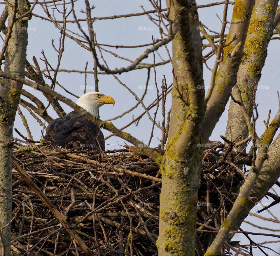 Bald Eagle taking his turn to sit on their eggs