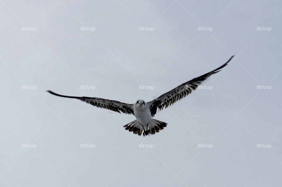 flying bird flight seagull by coreyzlim