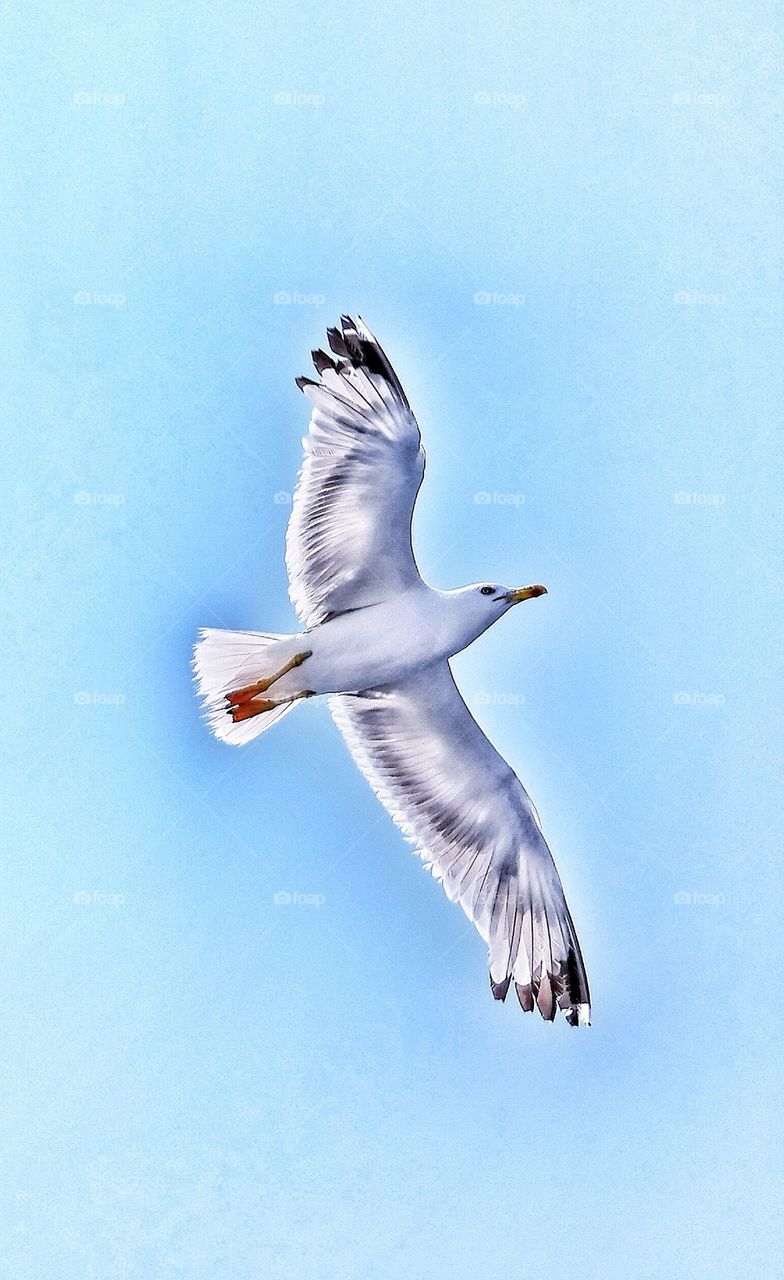 Flying Seagull