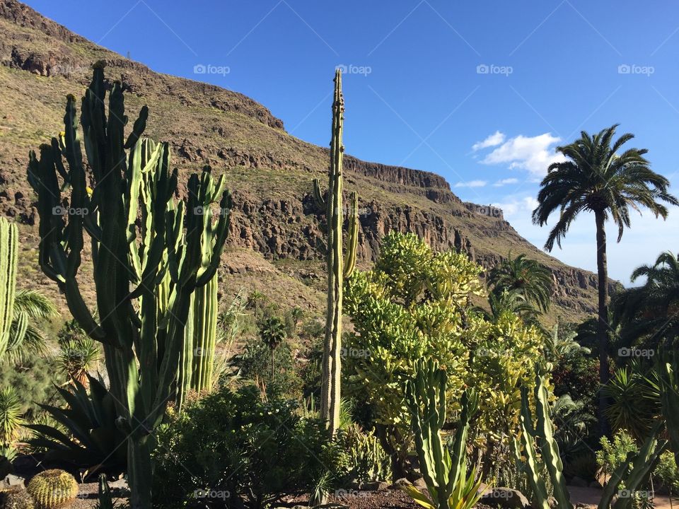 Beautiful mountain side with cactus 