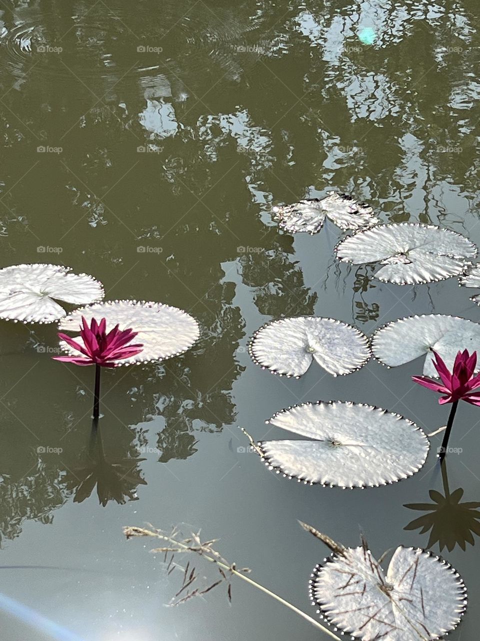 Natural beauty in my garden @ Nakhonsawan province, Lotus in the pond.