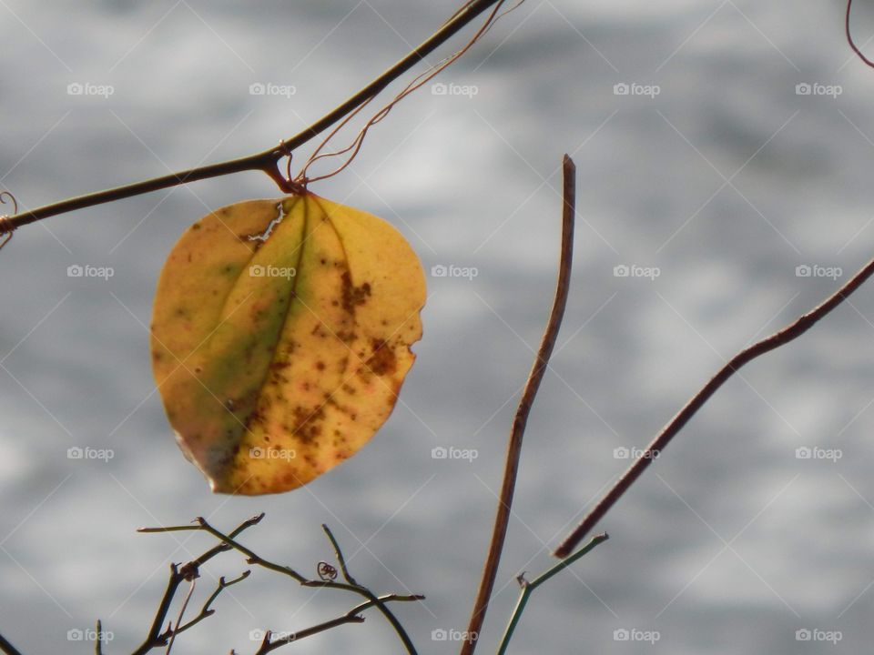 Nature’s Scenery, Last Hold Out Of Fall