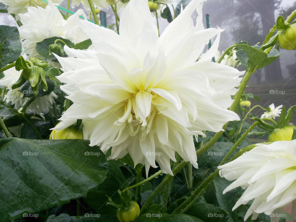 white dhalia flower in morning fog in mountains