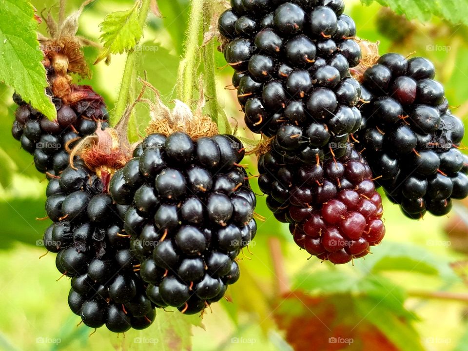 Riping blackberries