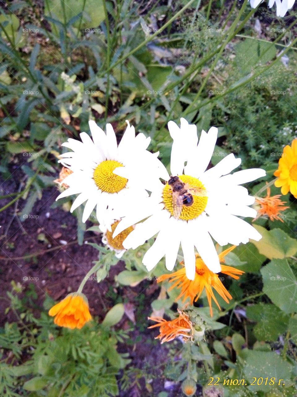 пчелиный.Пчелка.цветы.ромашка.клумба.