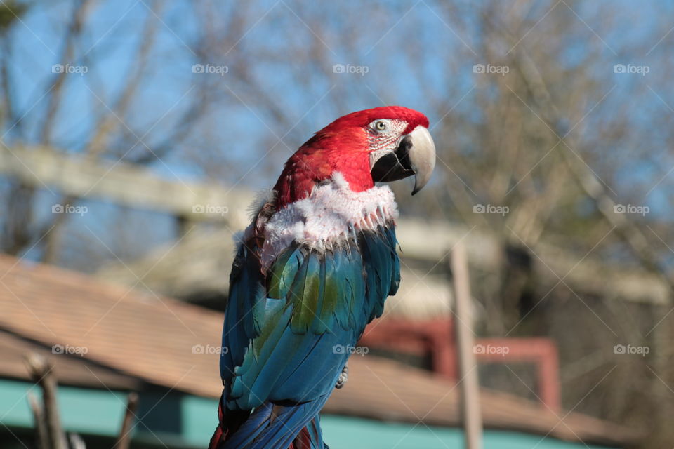 RED WHITE AND BLUE PARROT