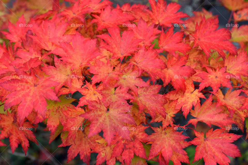Korean maple leaves