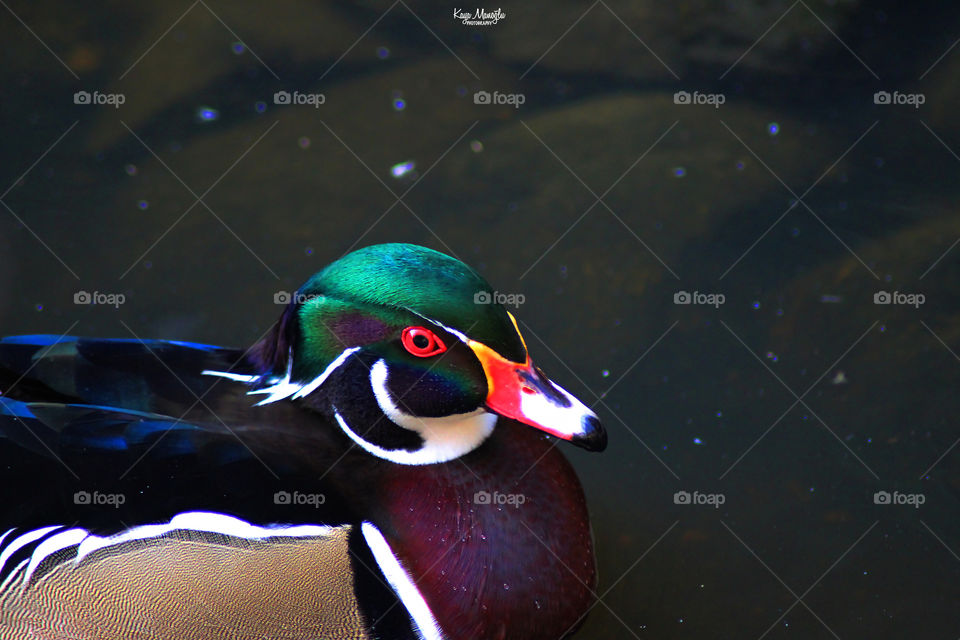 The Woodduck