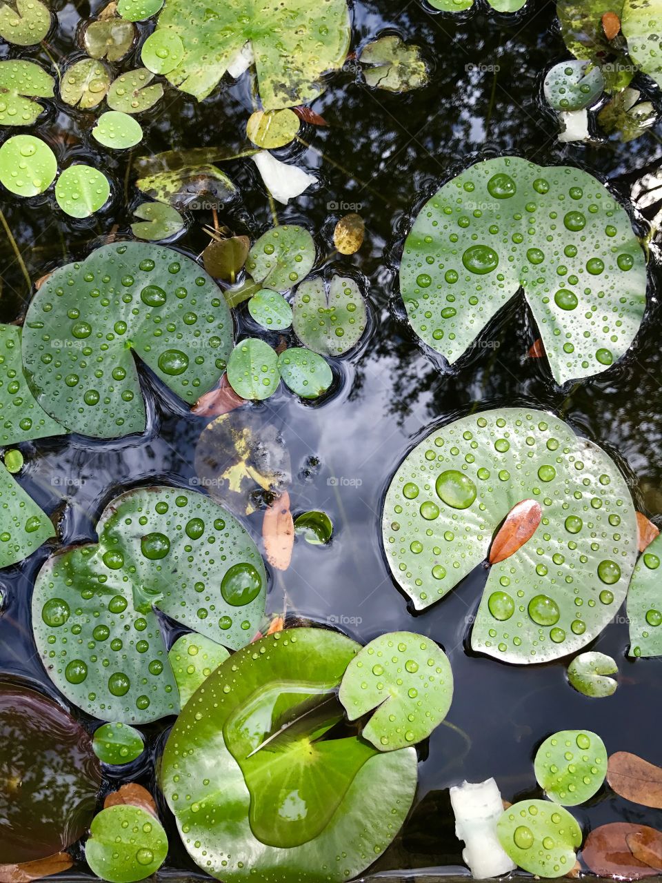 Lily Pads