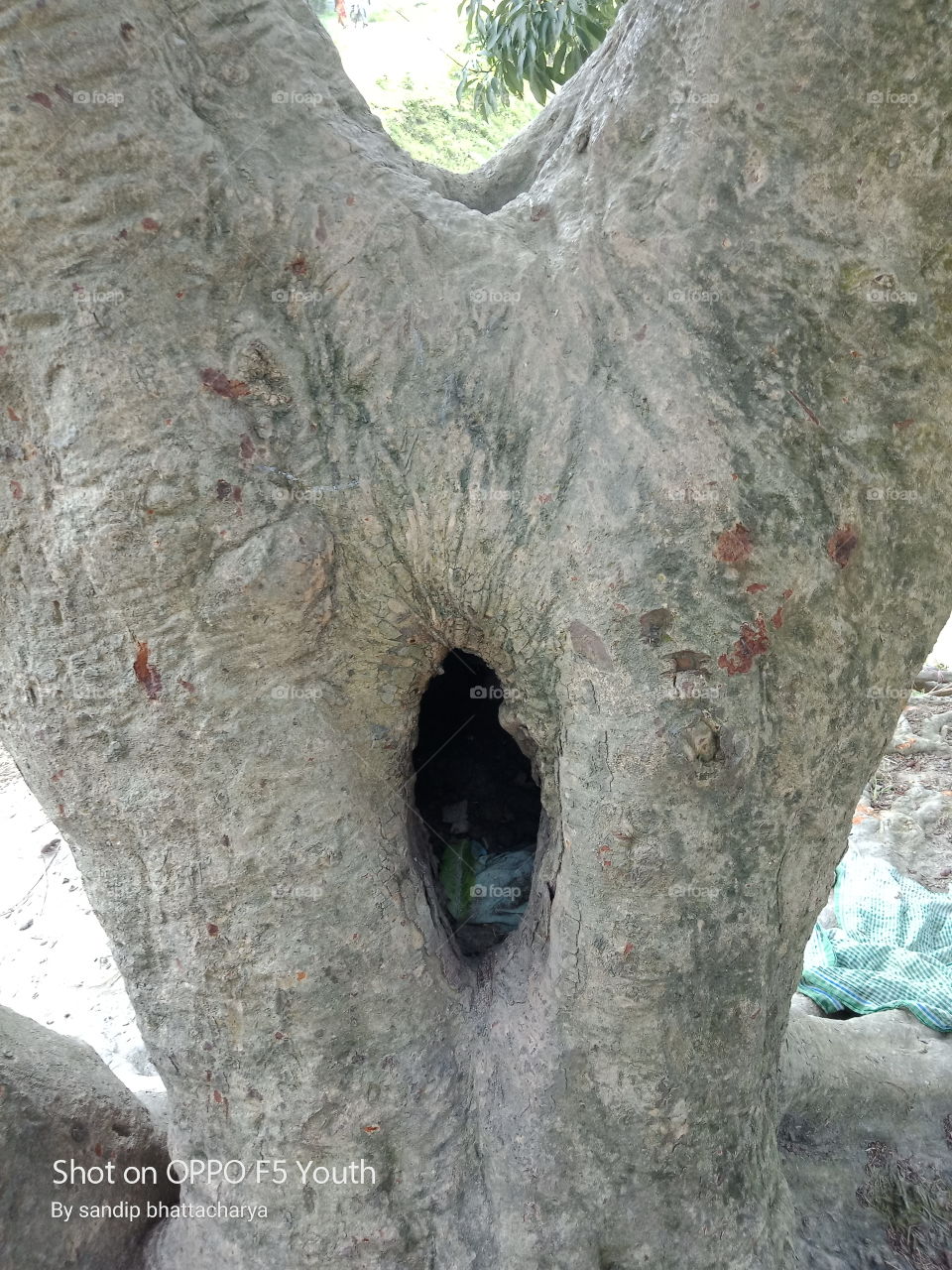 hole in the tree