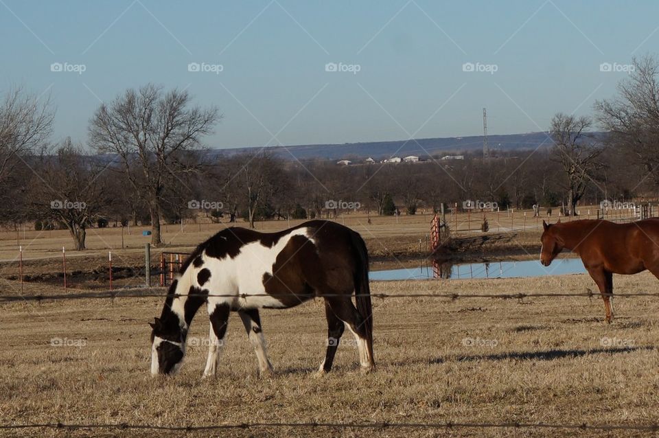 Paint horse