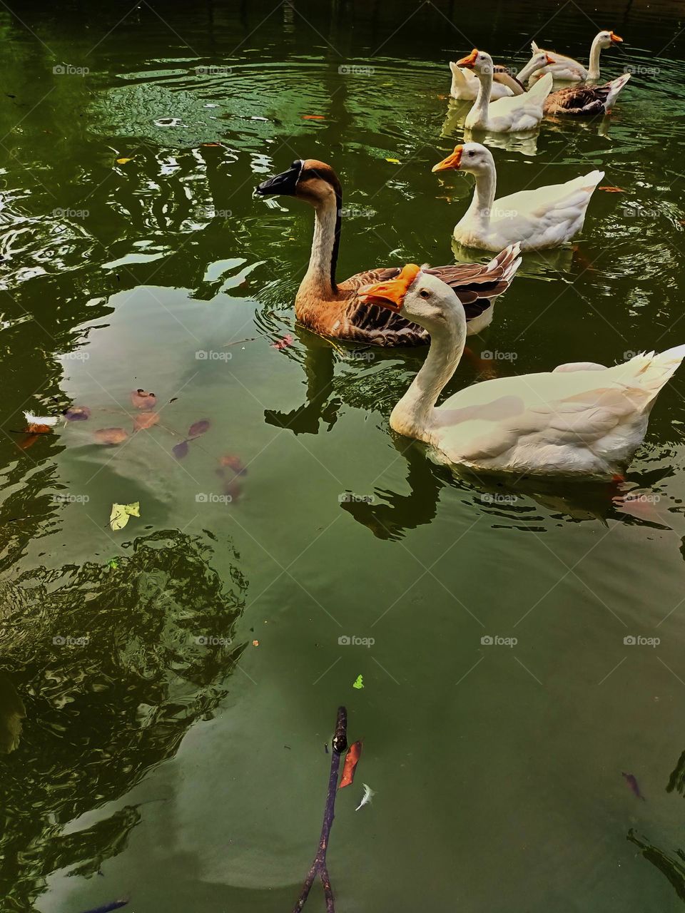 A group of Swan Goose (Anser cygnoides) finding and waiting for food from visitors in the zoo.