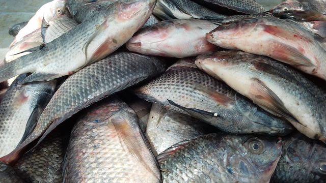 fish