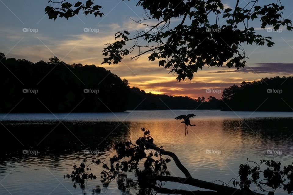 A silhouette of a great blue heron flying from its perch on a fallen tree, back lit by the reflection of the sunrise at Lake Johnson Park in Raleigh North Carolina.